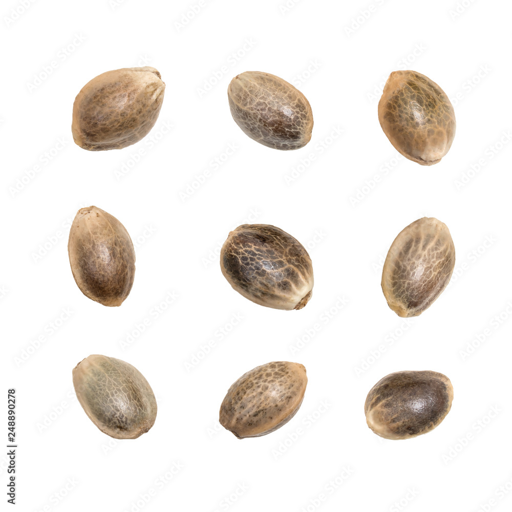 Nine hemp seeds arranged in three rowns and columns isolated on white background Nine hemp seeds arranged in three rowns and columns isolated on white background