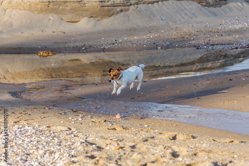 Little beautiful funny dog ​​Jack Russell Parson Terrier enthusiastically and cheerfully plays on the sea beach. Charming legendary cult dog terrier Jack Russell Parson frolics in nature