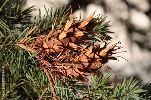cones of spruce tree