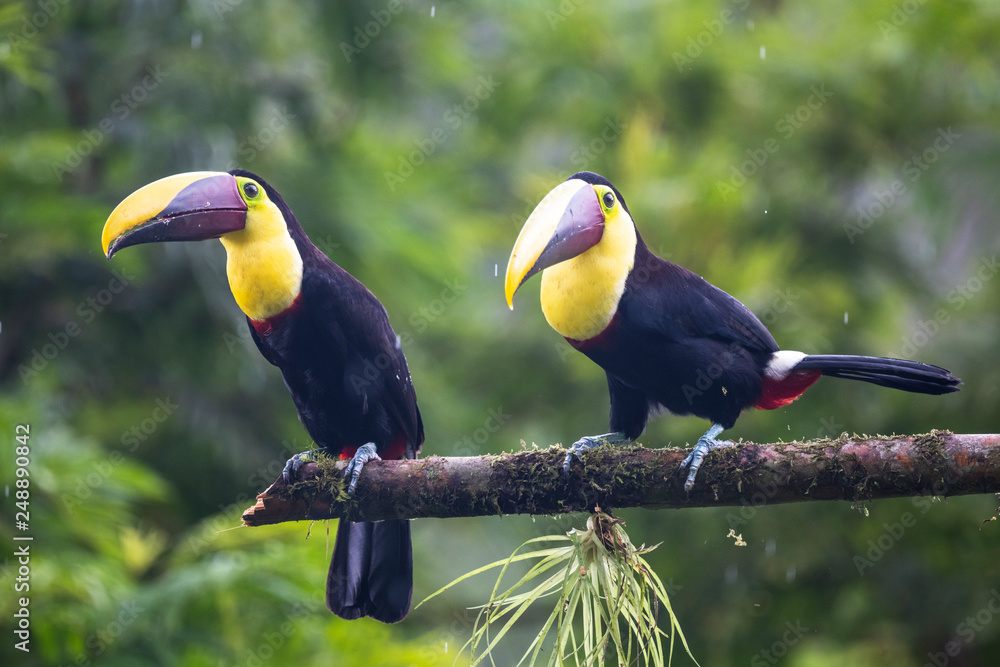 Fototapeta premium Keel-billed Toucan - Ramphastos sulfuratus, large colorful toucan from Costa Rica forest with very colored beak.