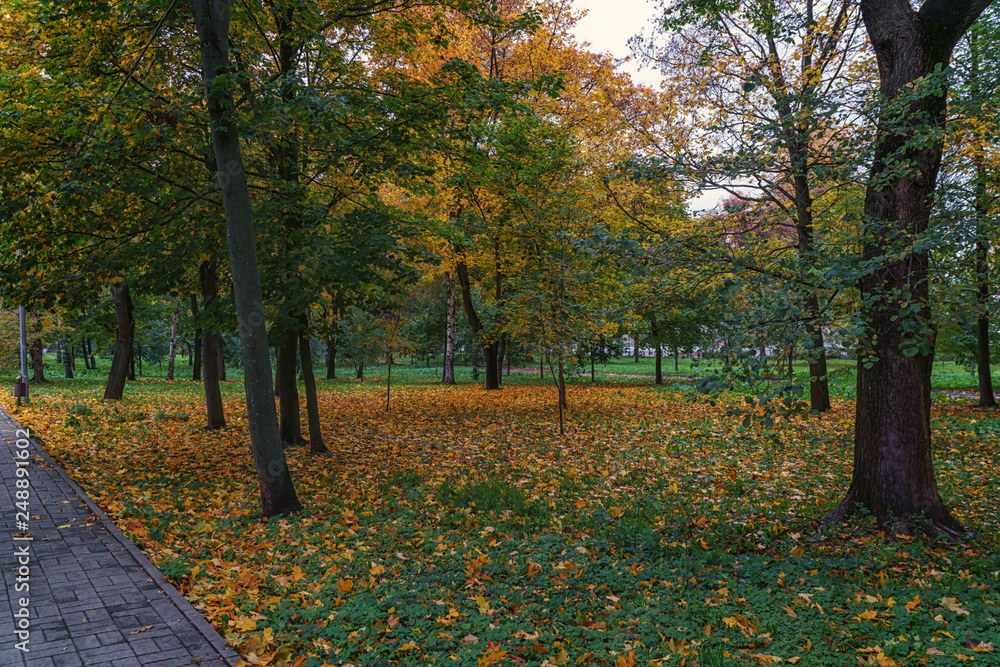 Obraz premium mellow autumn