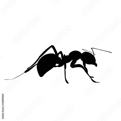 silhouette of insect ant