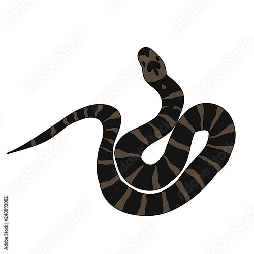 vector isolated, snake on white background