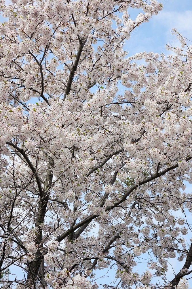 cherry tree in blossom cherry tree in blossom