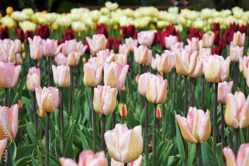 pink tulips in the garden