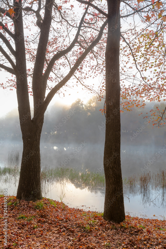 Obraz premium Autumn leaves on the ground with mist on the water