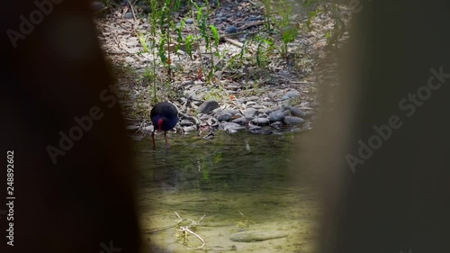 New Zealand Bird walking in river photo