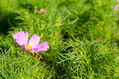 Closeup beautiful pink flower on Green brush.