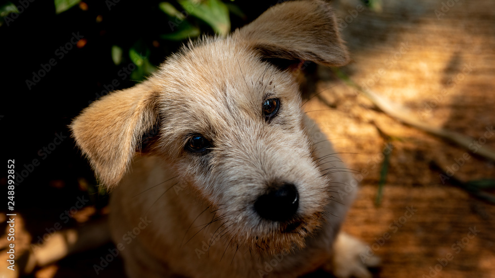 Ragged dog with innocent eyes. Ragged dog with innocent eyes.