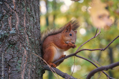 squirrel in the forest © Aleksandr
