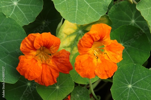 orange flowers of nasturtia