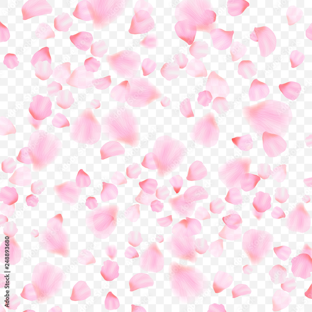 pink petals and flowers of cherry blossom isolated on transparent background. Falling blossom background. Vector