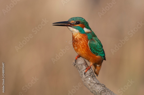 Common Kingfisher Birds © Ali Tellioglu