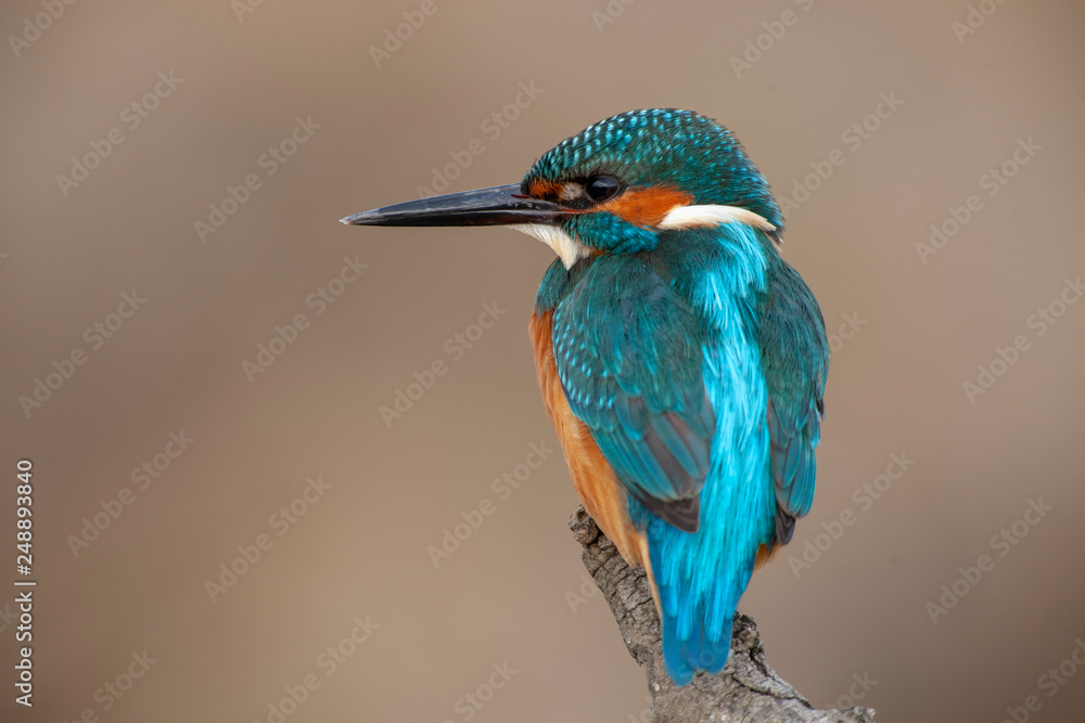 Obraz premium Common Kingfisher Birds
