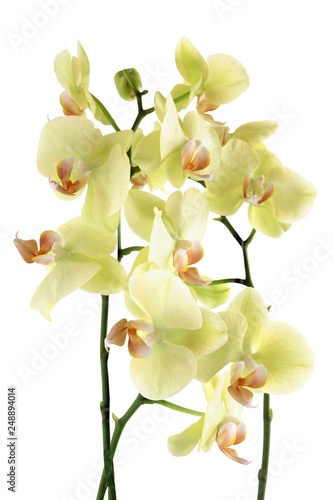 yellow flowers of orchid phalaenopsis close up