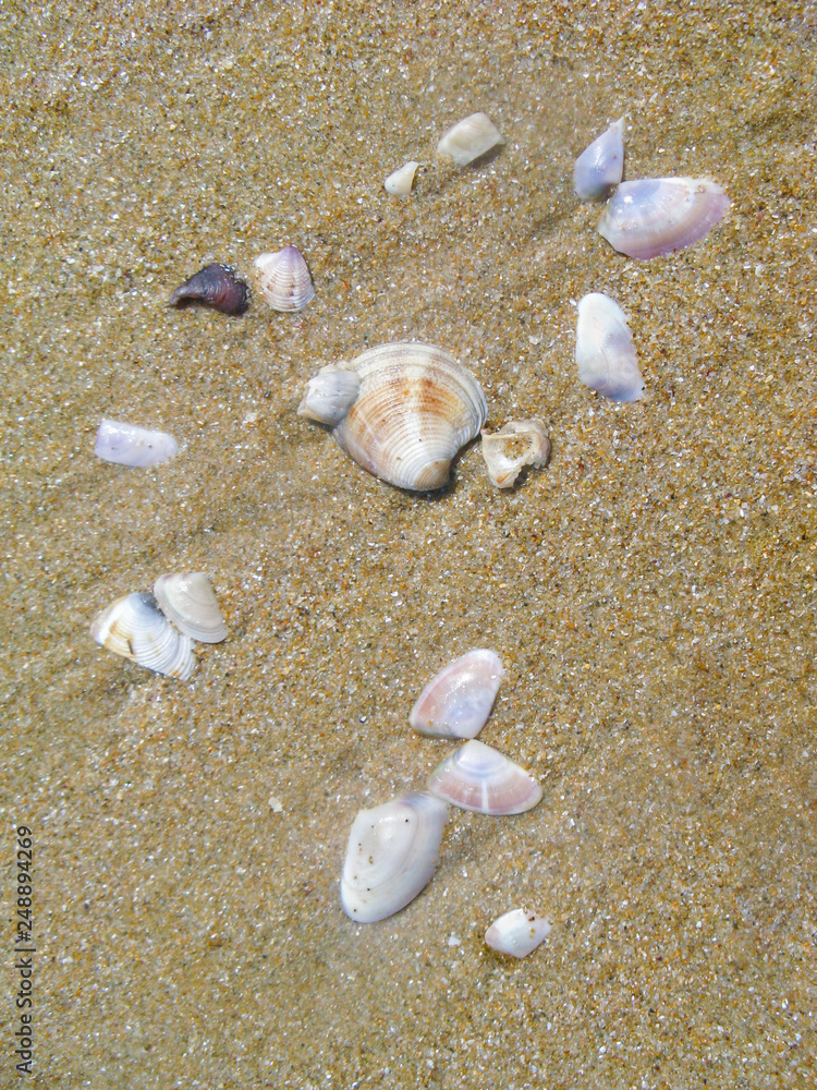 Small shells of mollusks thrown from the sea water on the beach sand. Shells shimmer with mother of pearl on bright = oh sun. Small shells of mollusks thrown from the sea water on the beach sand. Shells shimmer with mother of pearl on bright = oh sun.