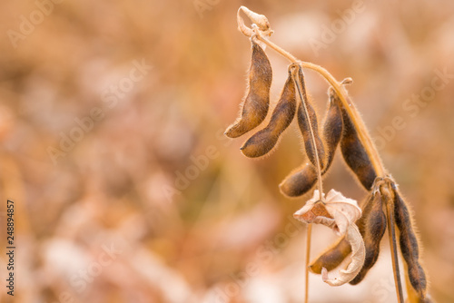  Ripe Soybean pods in field © Oleh