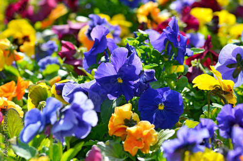 Multicolored bright flowers of violets on a bed in the spring