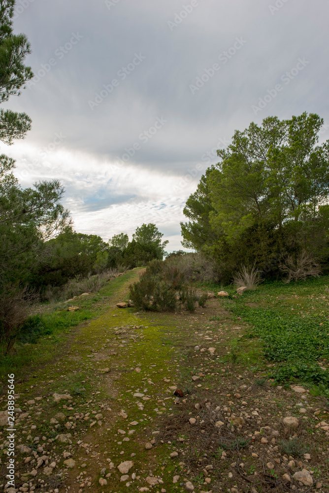 Green forest in ibiza a cloudy day