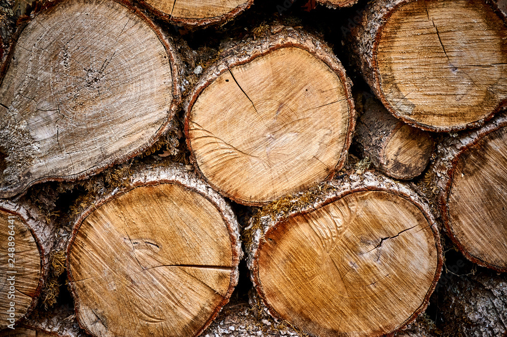 Sawn oak logs laid. Original natural texture on the stump end. Close-up. Yellow, gray, brown annual rings at the end of the stump as a background. Nature concept for design Sawn oak logs laid. Original natural texture on the stump end. Close-up. Yellow, gray, brown annual rings at the end of the stump as a background. Nature concept for design