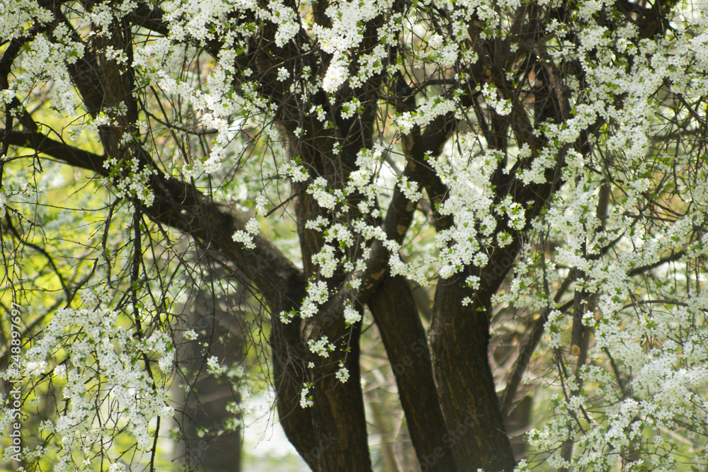 Fototapeta premium defocused bokeh background of garden with blossoming trees in spring background