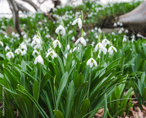 snowdrops in forest