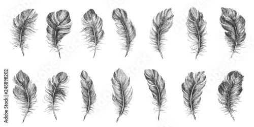 Hand drawn feather on white background