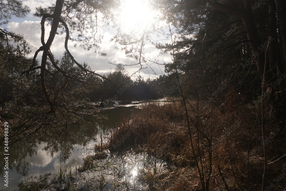 Fototapeta premium spring river near the forest landscape