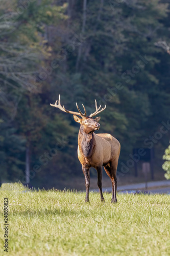 Bull elk, Cervus canadensis, Great Smoky Mountains,Cherokee, North Carolina photo