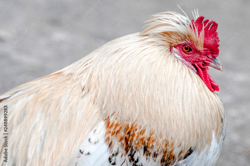 Naklejka premium white feather, Red rooster comb, close-up