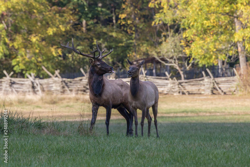 Bull and cow elk, Cervus canadensis, Great Smoky Mountains, Cherokee, North Carolina