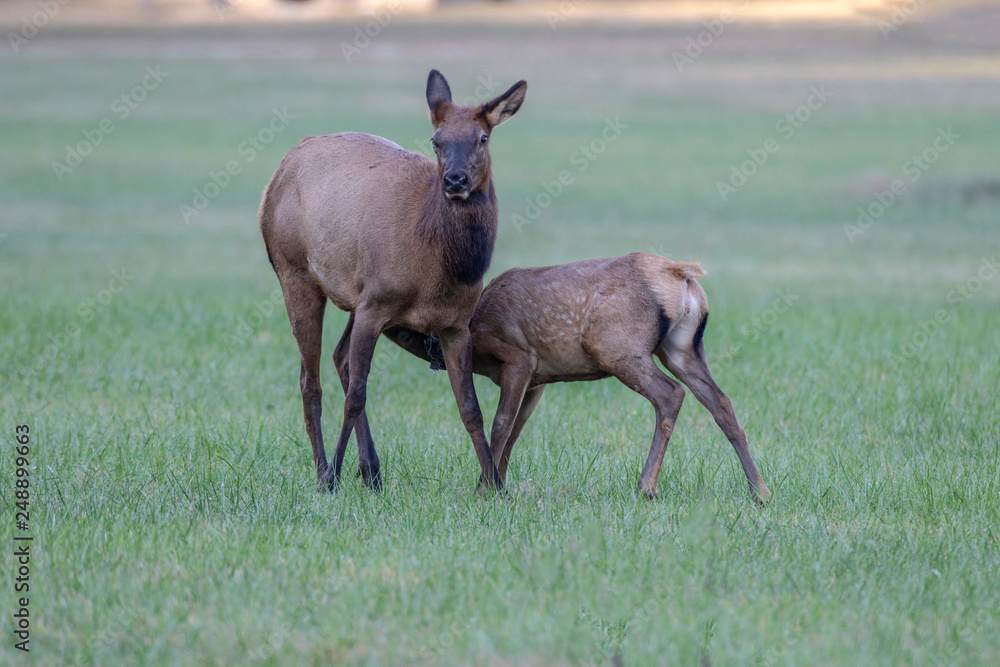 Fototapeta premium Cow elk and calf, Cervus canadensis, Great Smoky Mountains, Cherokee, North Carolina