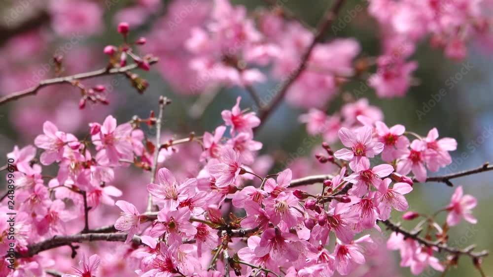 pink sakura flowers blossom pink sakura flowers blossom