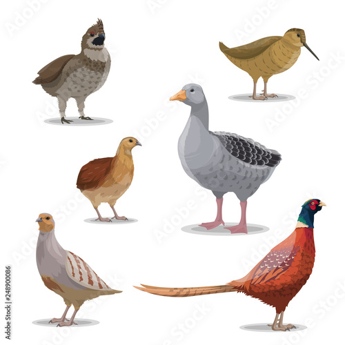 Isolated hunting birds, vector wildfowl