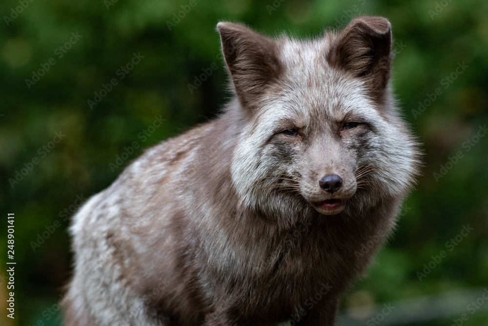 Naklejka premium Rotfuchs IV