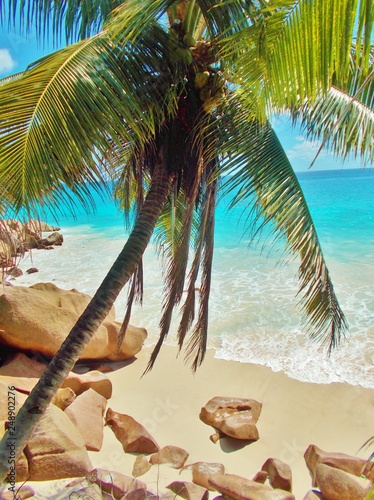 Green coconut palm tree leaning over a white sand beach with turquoise ocean water at the shore and rocks. Paradise islands for summertime holidays, relaxing in sunshine and hot weather, Seychelles 