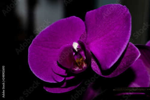 orchidée