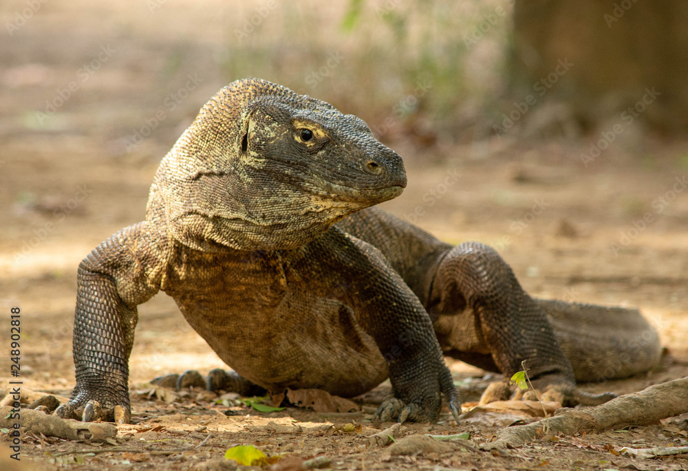 Varan Varan
