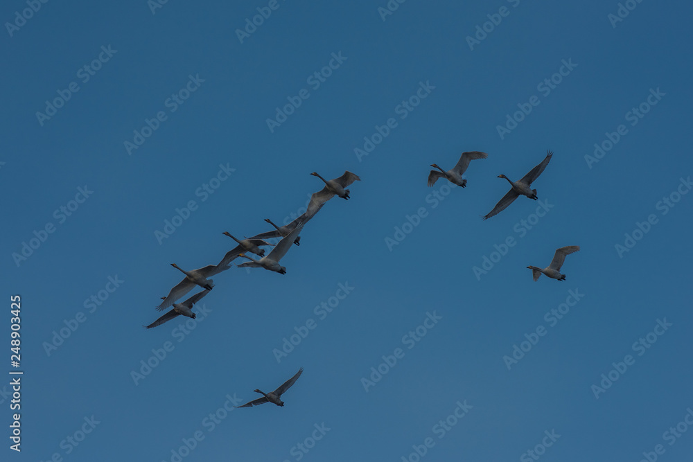 Flying white whooping swans, Altay, Siberia Russia Flying white whooping swans, Altay, Siberia Russia
