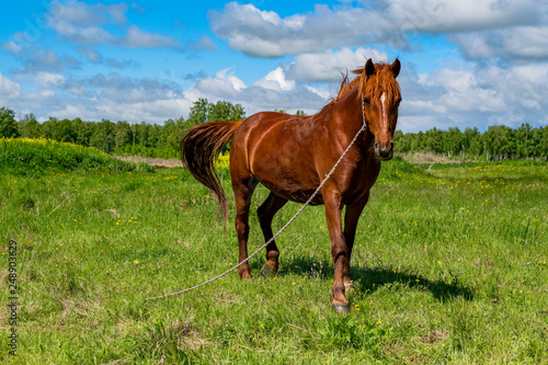 Horse in the green pastures of horse farms. Country summer landscape. A brown horse with a long mane in a green field against a blue sky with clouds