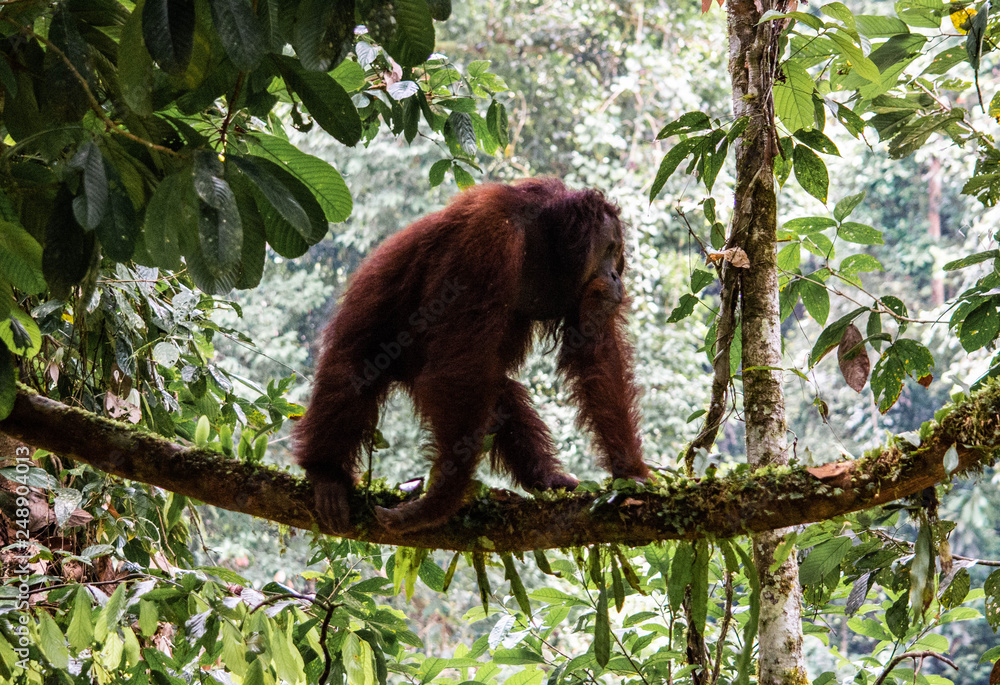 Obraz premium oran utan