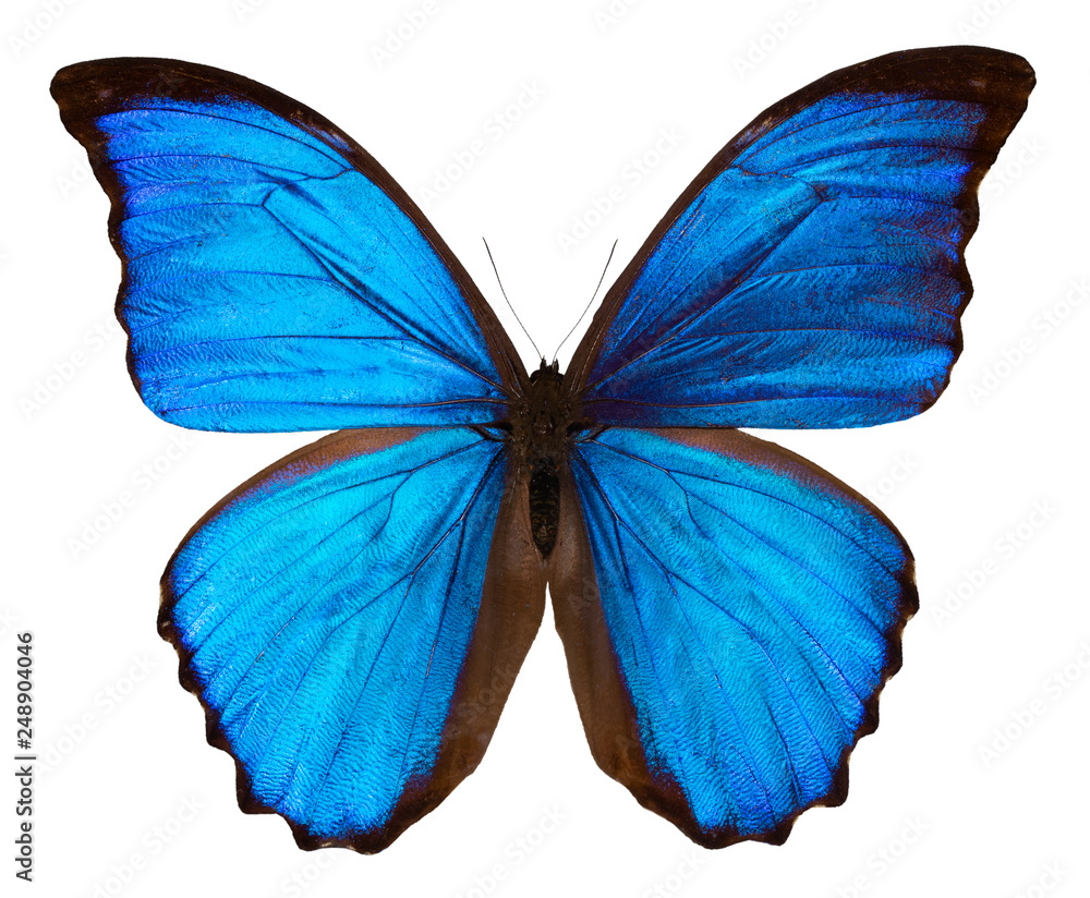 Obraz Beautiful blue butterfly isolated on white background with clipping path.. MORPHO DIDUS
