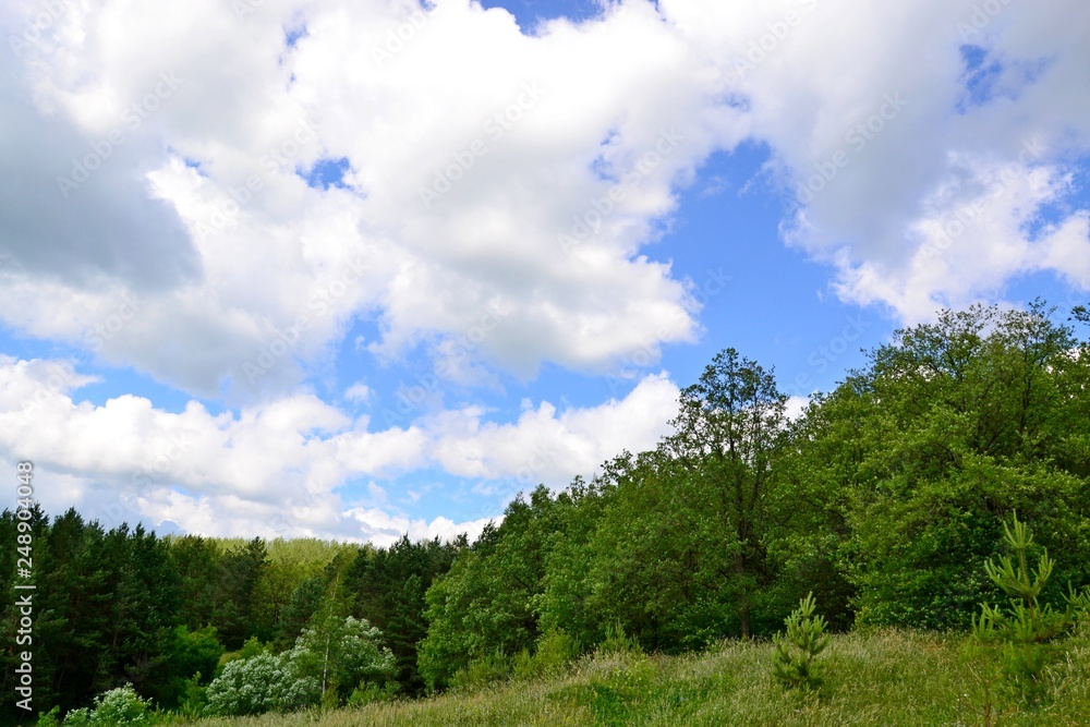 Summer forest.