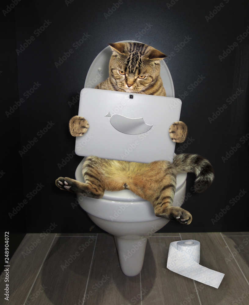 The funny cat is sitting on the toilet bowl and staring at its laptop