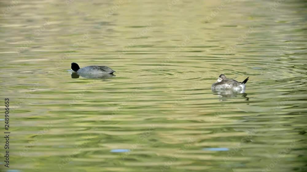 Coots swimming and feeding on lake Coots swimming and feeding on lake