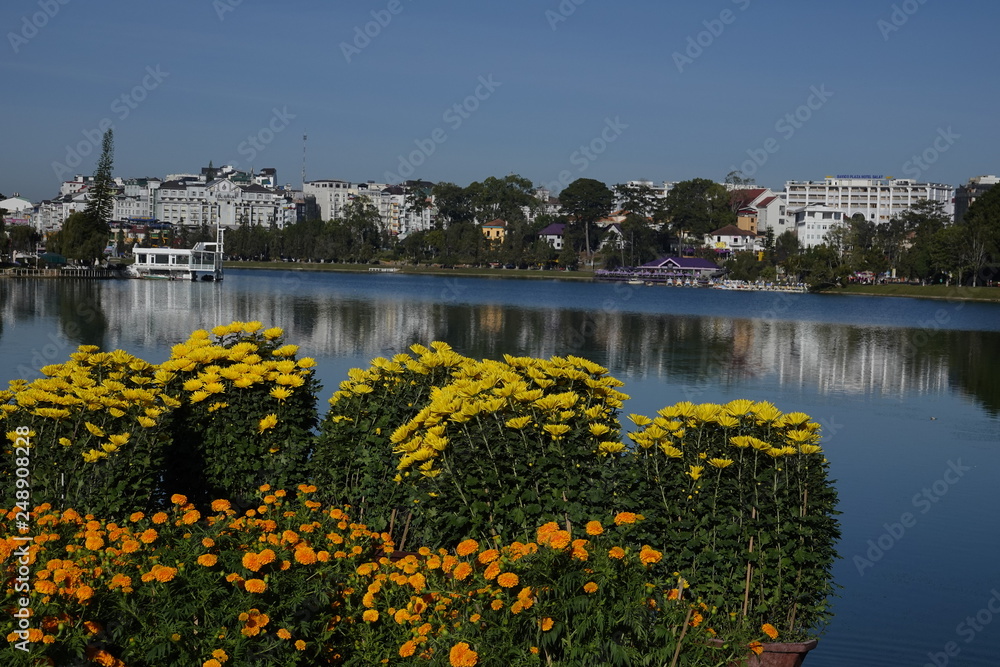yellow daisy flowers blossom by the lake