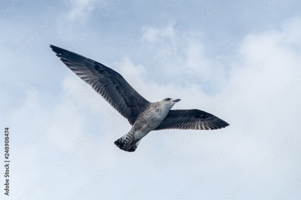 Fototapeta premium Oiseau