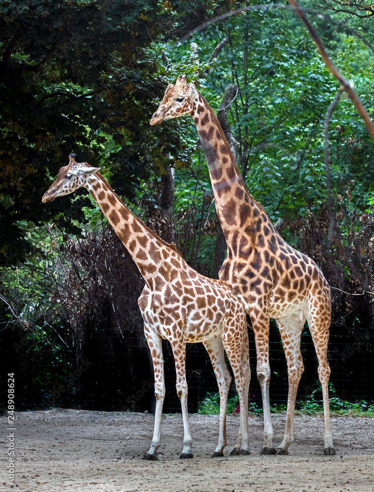 Giraffe couple. The tallest living terrestrial animal and the largest ...