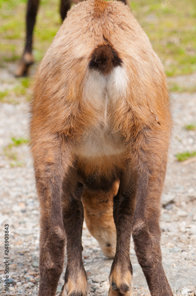 Fototapeta premium camoscio, chamois