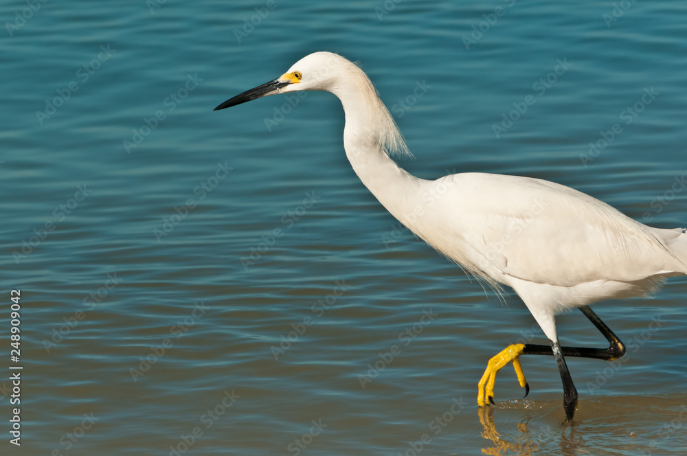 Front view, close distance of a single snowy egret walking along a tropical, sandy shoreline searching for next meal, on a sunny, winter day on gulf of mexico Front view, close distance of a single snowy egret walking along a tropical, sandy shoreline searching for next meal, on a sunny, winter day on gulf of mexico